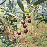 Holiday home Il Casalino - Nido Nel Chianti